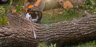 How Our Tree Care Process Works  in  El Paso, TX